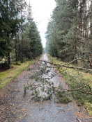 Foto: Baum blockiert Radweg 