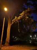 Foto: Ast vor dem Absturz 