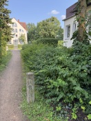 Foto: Grünschnitt überfällig 