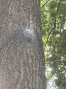 Foto: Eichenprozessionsspinner 