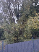 Foto: Absenkender Baum 