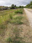 Foto: Überwuchert  