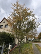 Foto: Baum vor dem Haus auf Grundstück  