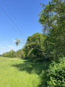 Foto: Baum in Oberleitung 