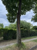 Foto:  Blizeinschlag in Strassenbaum 
