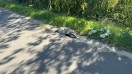 Foto: Tierkadaver 