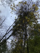 Foto: Gefährdung durch Bäume  