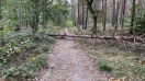 Foto: Umgestürzter Baum / Caputher Heuweg 