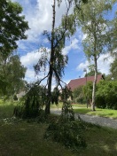 Foto: Baum gebrochen 