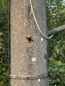 Foto: Hornissennest 