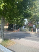 Foto: Straßenbaum  