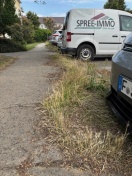 Foto: Wucherndes Unkraut 