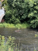 Foto: Fahrrad in der Stepenitz 