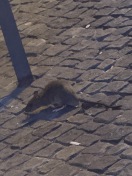 Foto: Massives Ratten Problem 
