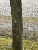 Foto: Eichenprozessionsspinner? 