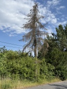 Foto: Toter Baum am Strassenrand 