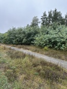 Foto: Brandschutzstreifen Wald  