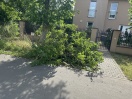 Foto: Straßenbaum Sturmschaden 