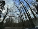 Foto: Am Torfstich Bäume stellen Sturzgefahr 