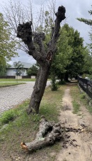 Foto: Morscher Straßenbaum 