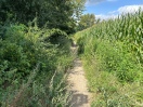 Foto: zugewachsener Weg auf der Bornimer Lennèschen Feldflur 