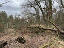 Foto: Baum blockiert Weg 