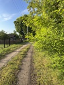 Foto: Scheuenweg - Sträucher ragen auf Weg  