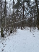 Foto: Gefährlich !!! Baum über den Wanderweg  