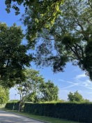 Foto: Ast droht auf Straße zu fallen 