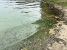 Foto: Algenbefall  
