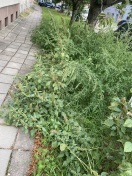 Foto: Zugewuchert. Unkraut extrem hoch . 