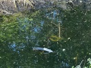 Foto: Fahrrad im Wassergraben  