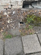 Foto: Rattenbefall besteht weiterhin seit ca 1/2 Jahr  