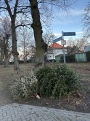 Foto: Tannenbäume vergessen 