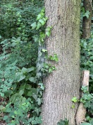 Foto: Eichenprozessionsspinnernest 