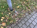 Foto: Glasscherben, tote Bäume 