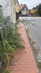Foto: Gefährdung Passanten auf Gehweg durch spitze Rosendornen 