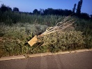 Foto: Wilde Deponie, Müll und Gartenabfälle 