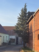 Foto: Baum macht Probleme  