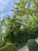 Foto: Bäume drohen auf Straße zu fallen 