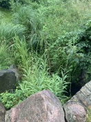 Foto: Wildwuchs von Sträuchern und Wasserpflanzen beim Zulauf zum Haussee! 