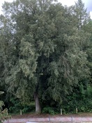 Foto: Baumpflege erforderlich - trockene Äste über dem Gehweg 