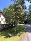 Foto: Unwetterschaden an Straßenbaum 