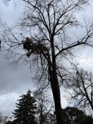 Foto: Großer Ast hängt über Gehweg 