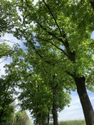 Foto: Bäume 