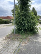 Foto: Wildwuchs  