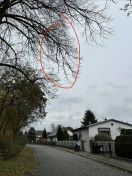 Foto: Loses Gehölz über Fahrbahn 