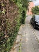 Foto: Fußweg wächst durch Hecke zu 