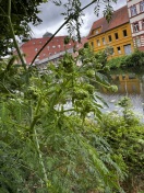 Foto: Giftpflanzen an St. Annen Promenade 