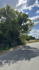 Foto: Baum ragt in den Straßenverkehr 